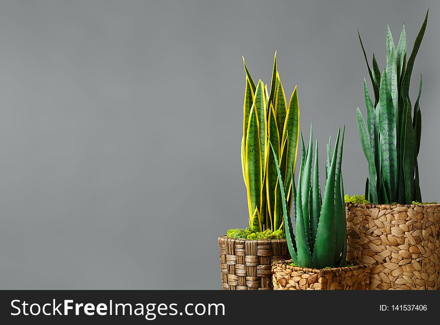 Flower pots with house plants at grey background. Home plants store concept, copy space