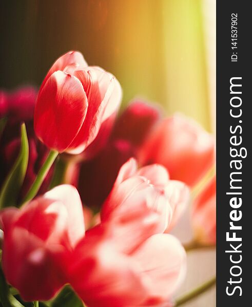 Bouquet of tulips in bloom - mothers day, springtime and international womens day concept. Brighten up your home with flowers. Bouquet of tulips in bloom - mothers day, springtime and international womens day concept. Brighten up your home with flowers