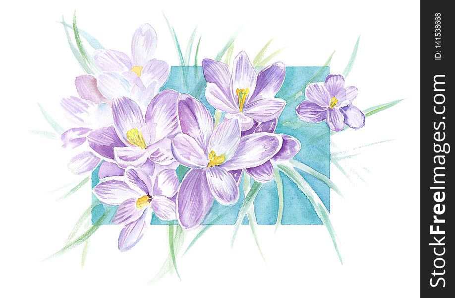 Watercolor illustration with blooming lilac crocus flower for original print design. Watercolor frame and Flower spring season background. Watercolor illustration with blooming lilac crocus flower for original print design. Watercolor frame and Flower spring season background