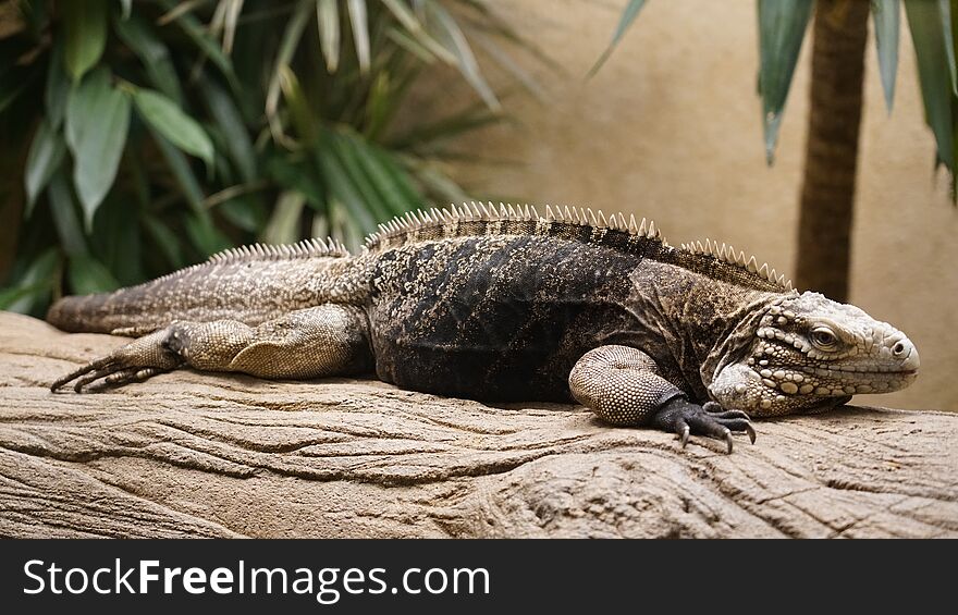 An iguana resting on a tree branch at the zoo in Antwerp. An iguana resting on a tree branch at the zoo in Antwerp.