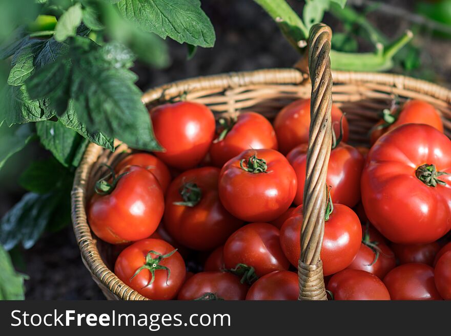 Harvest of tomatoes in the basket outdoors, farming, gardening and agriculture concept