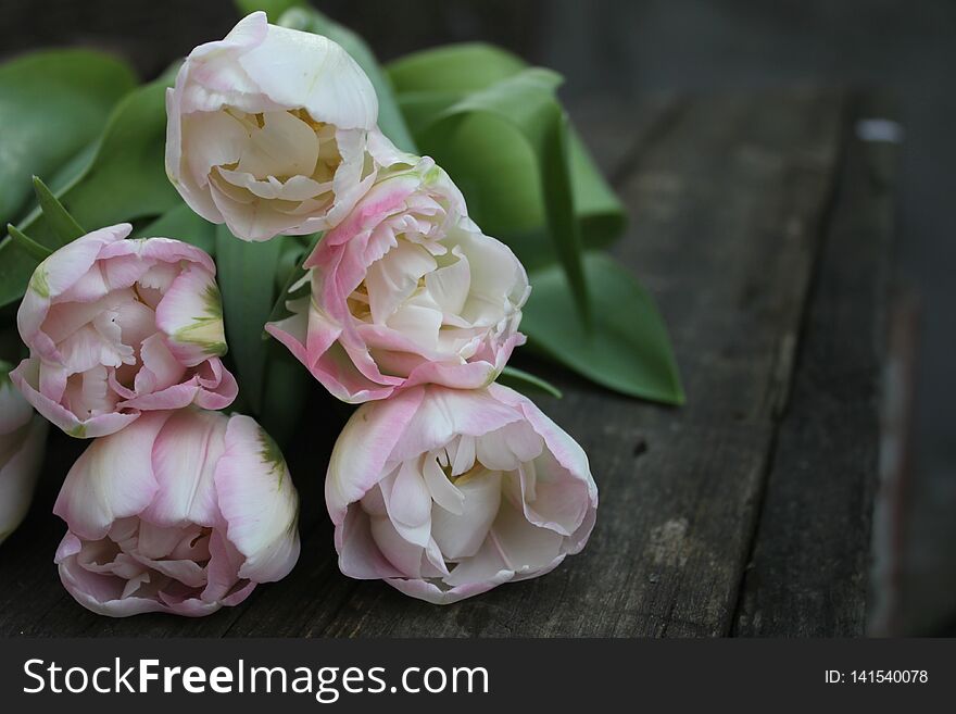 Beautiful delicate soft pink fresh natural bouquet of spring tulip