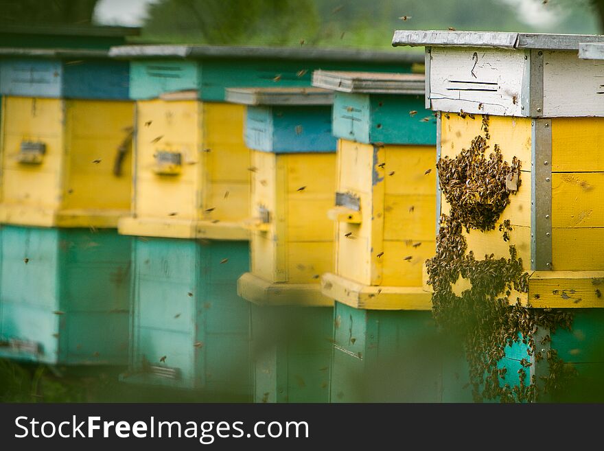 Bees swarming near the entrance to the hive. Bees swarming near the entrance to the hive