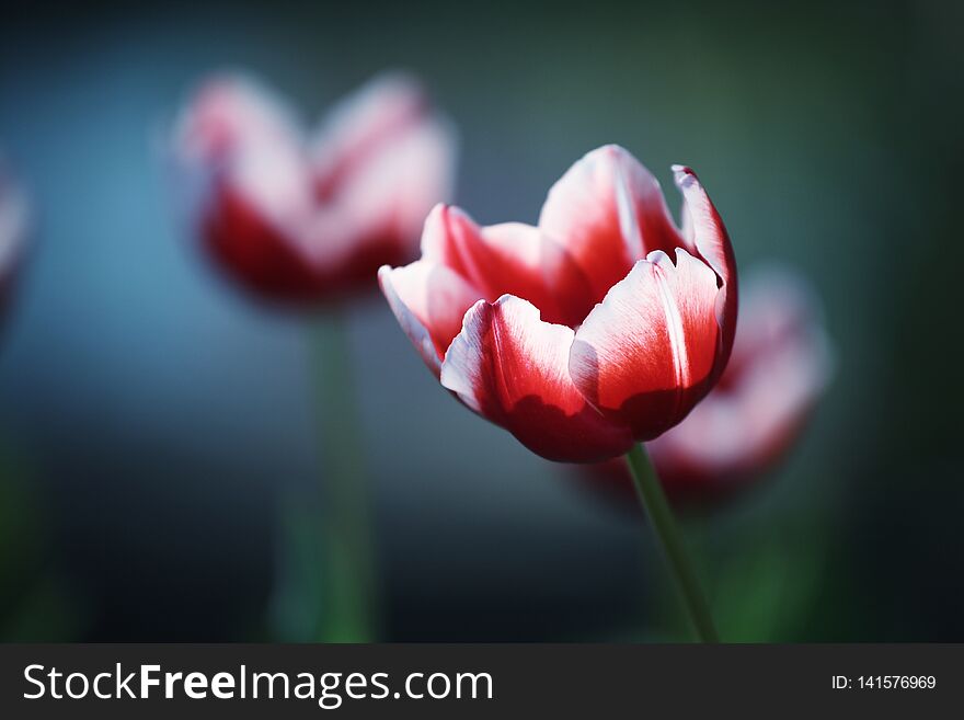 Tulip flowers