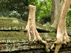 Big Tree Stock Photo Big Tree Stock Photo