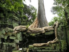 Big Tree Stock Images Big Tree Stock Images