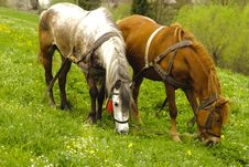 Two Horses Are Grazing Royalty Free Stock Photo Two Horses Are Grazing Royalty Free Stock Photo