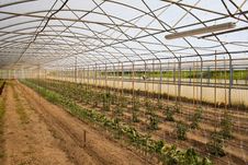 Greenhouse Stock Photo Greenhouse Stock Photo