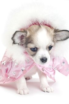 Cute Chihuahua Puppy Dressed In A Pink Jacket Royalty Free Stock Photography Cute Chihuahua Puppy Dressed In A Pink Jacket Royalty Free Stock Photography
