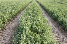 Farm Road Through Potato Field Stock Photography Farm Road Through Potato Field Stock Photography