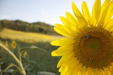 Sunflower With A Bee Royalty Free Stock Photo Sunflower With A Bee Royalty Free Stock Photo