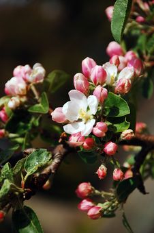 Pink Apple Blossoms Stock Photo Pink Apple Blossoms Stock Photo