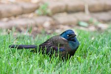 Common Grackle On The Lawn Stock Images