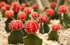 Cactus. Gymnocalycium Michanovichii Royalty Free Stock Photography