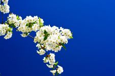 Beautiful,colorful Plum Tree Blossom. Stock Image Beautiful,colorful Plum Tree Blossom. Stock Image