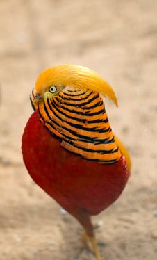 Golden Pheasant. Chinese Pheasant. Stock Photos Golden Pheasant. Chinese Pheasant. Stock Photos