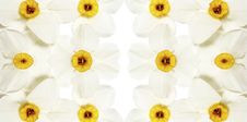Narcissus Stock Photos Narcissus Stock Photos