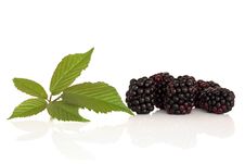 Blackberry Fruit Stock Photography