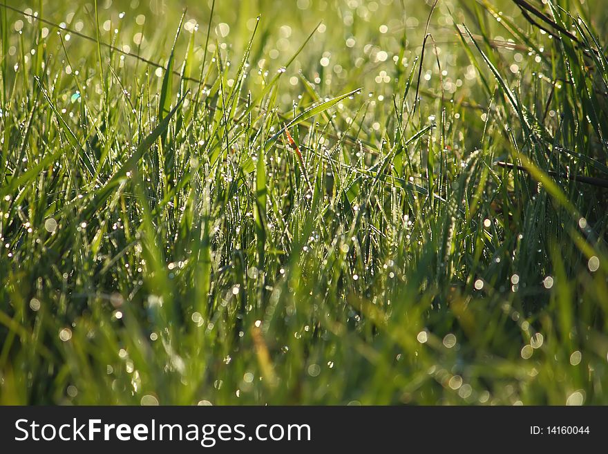 Morning dew on the green meadow grass. Morning dew on the green meadow grass