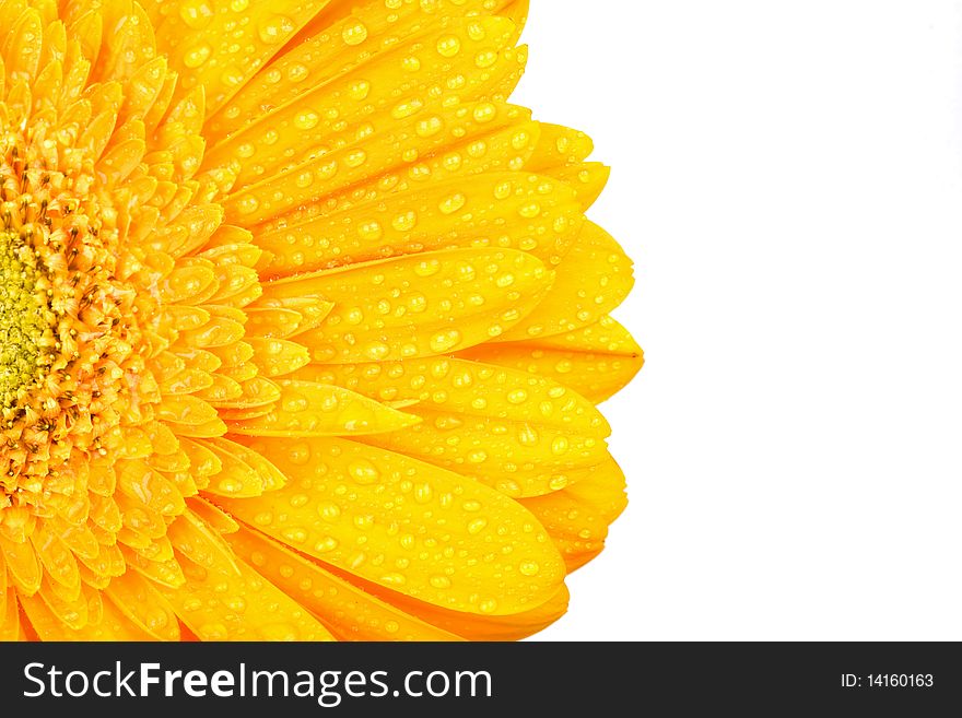 Yellow gerbera with drops of water isolated on white