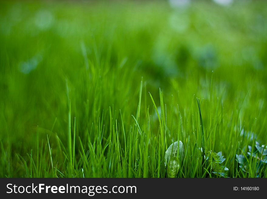 Green grass in sunshine, abstract grass background. Green grass in sunshine, abstract grass background