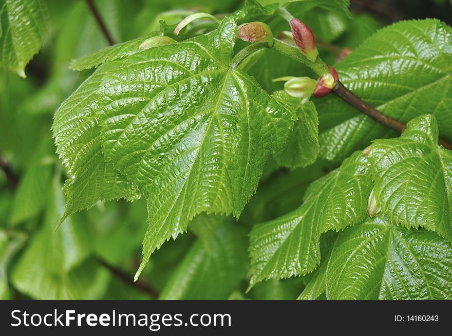 Close up view of green spring leaves.