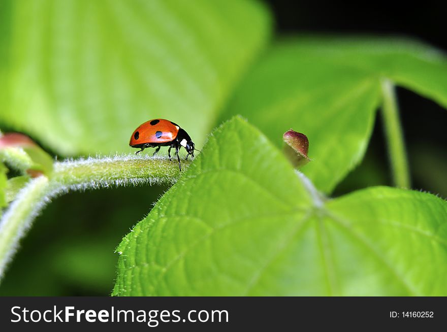 Red Lady Bird & Green Leaves