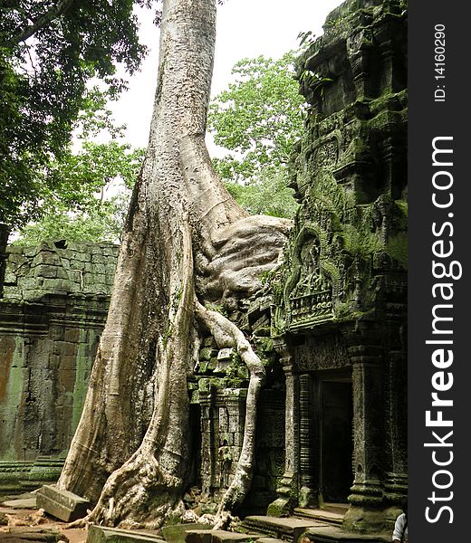 The big tree in the Anghkor wat