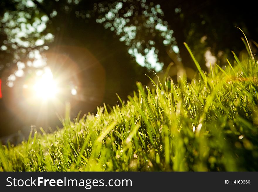 Background of unreal black sky with sun and grass. Background of unreal black sky with sun and grass