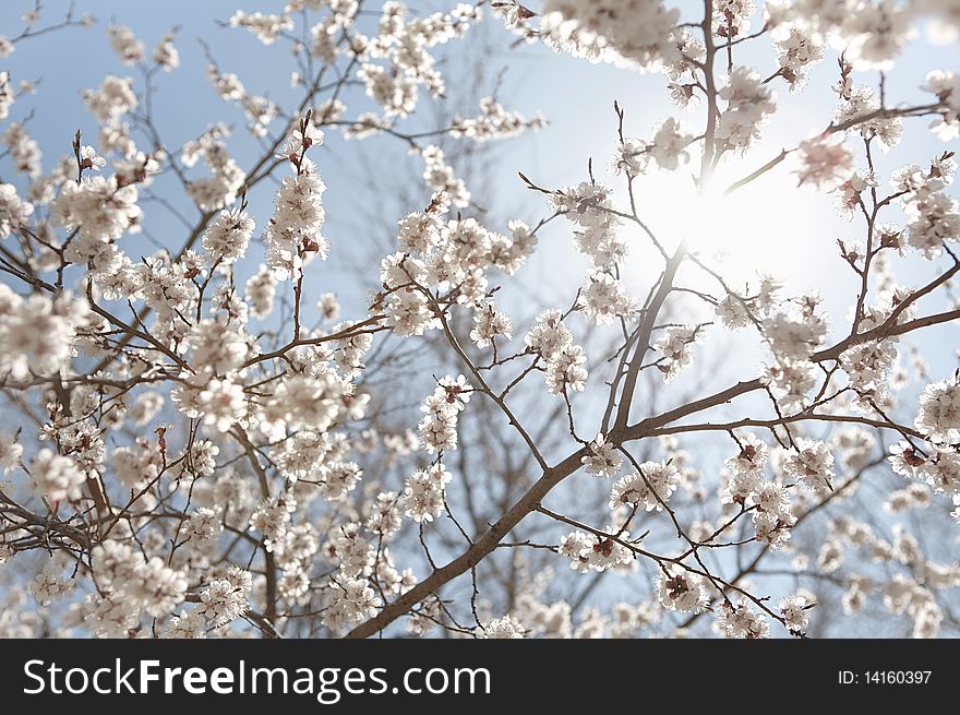 White flowers of apricot-tree on branches. White flowers of apricot-tree on branches