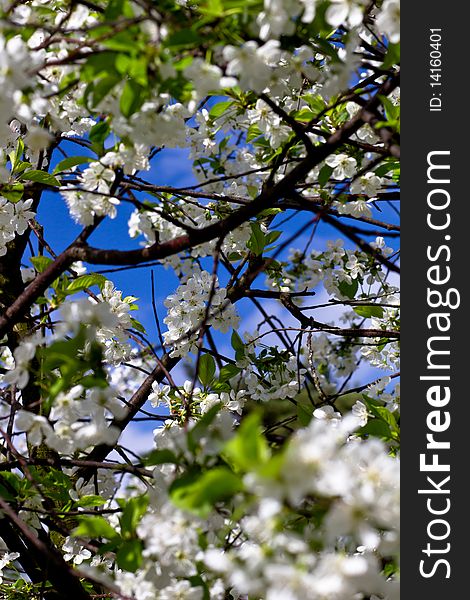 Cherry Blossom with branches, leaves and blue sky