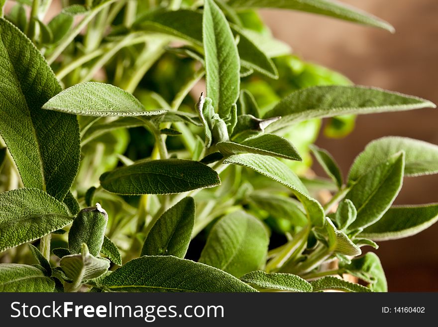Photo of fresh green sage in front of a brown background