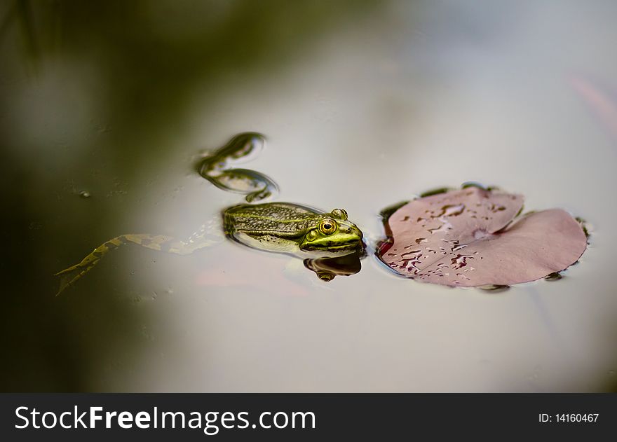 A frog resting by a lilly leaf. A frog resting by a lilly leaf