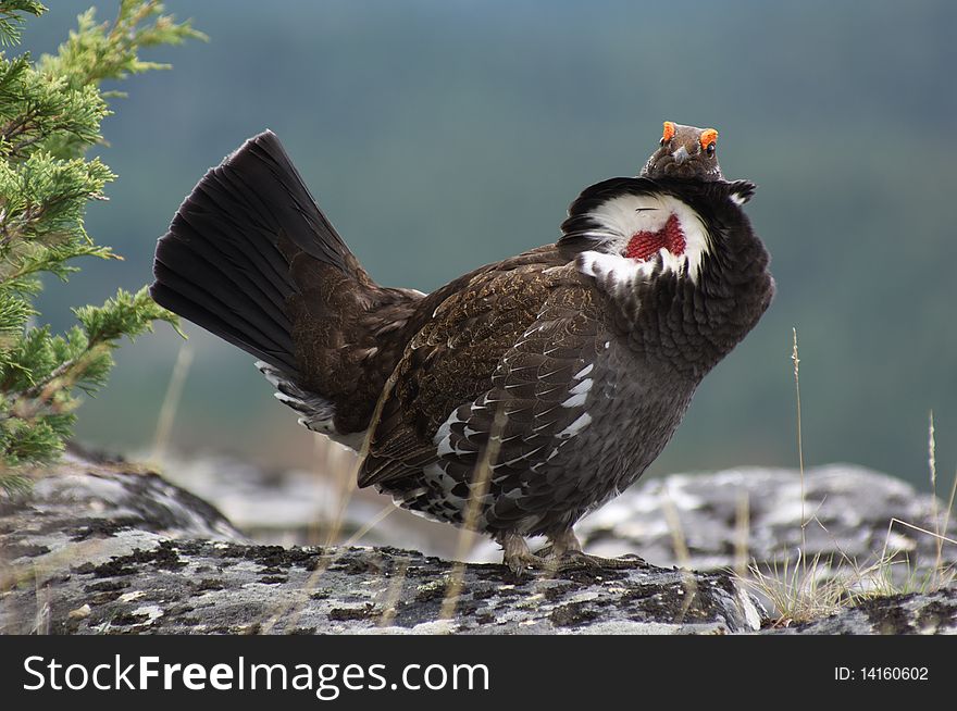 Male Blue Grouse displaying for hen while standing on rock. Male Blue Grouse displaying for hen while standing on rock