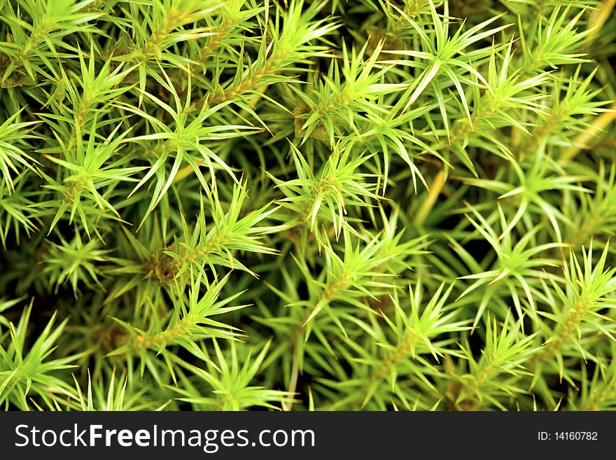 Green moss background (natural texture)