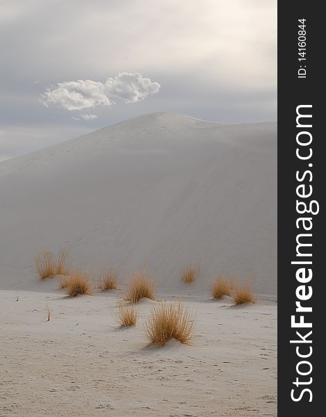 White Sands And Vegetation