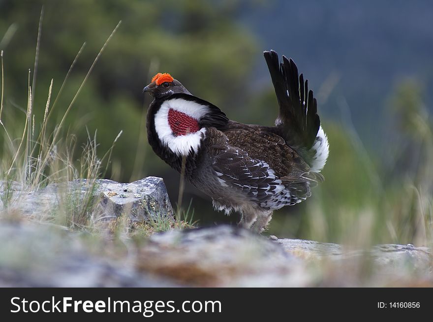 Male Blue Grouse displaying for hen while standing on rock. Male Blue Grouse displaying for hen while standing on rock