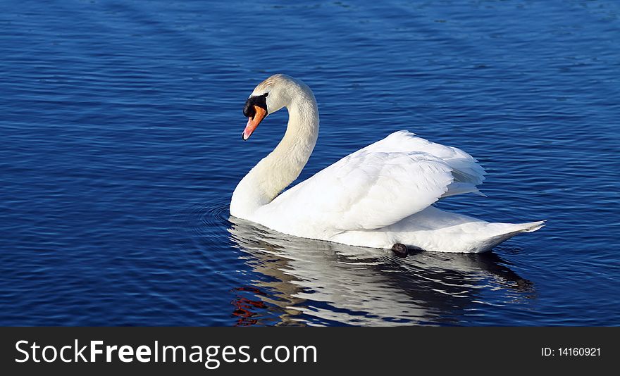 A swan in the water