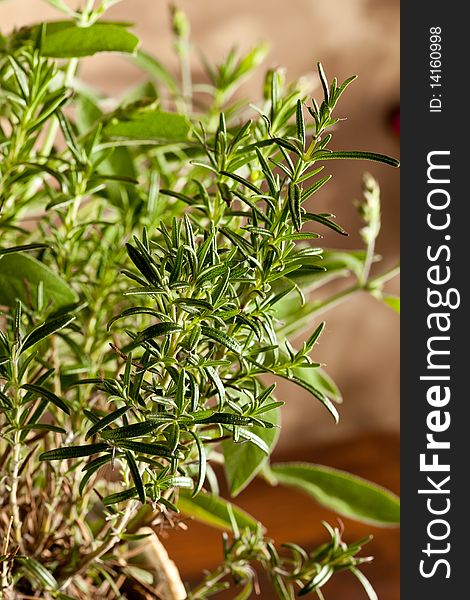 Photo of fresh green rosemary in front of a brown background