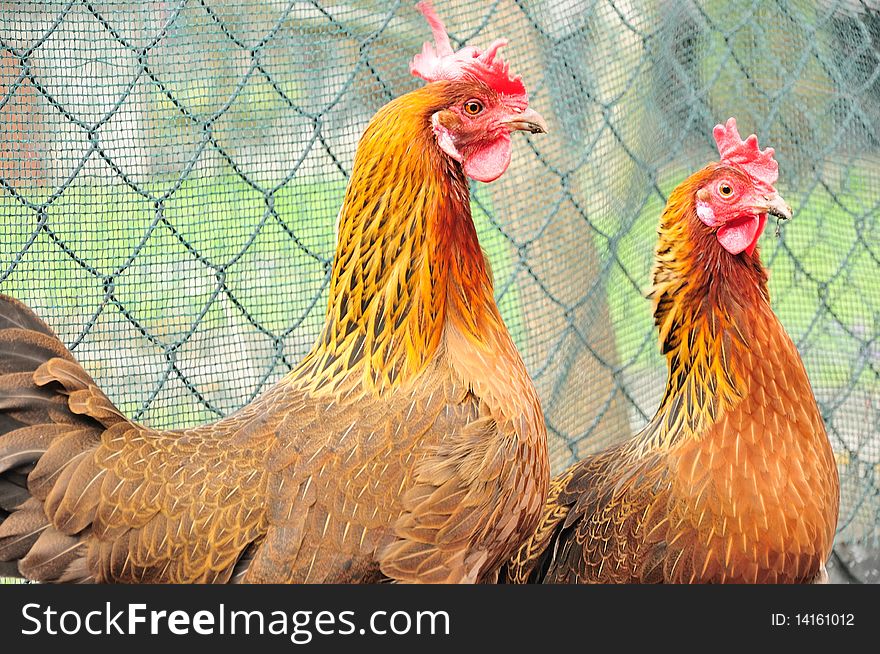 Surprised picture shows two chickens reared in the parcel in Poland.