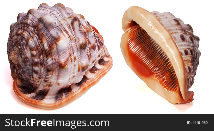 Cypraecassis Rufa Seashell isolated on the white background