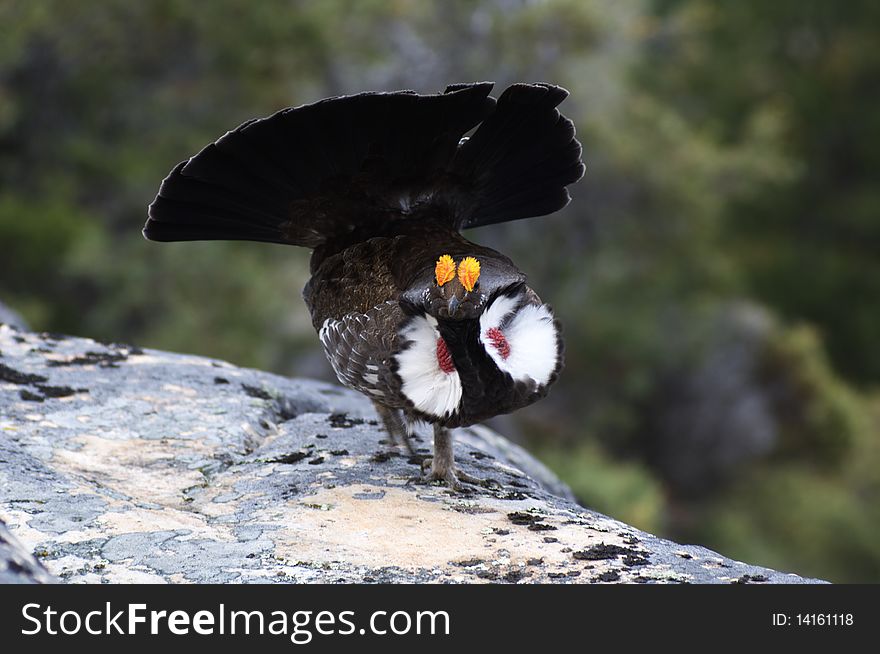 Male Blue Grouse displaying for hen while standing on rock. Male Blue Grouse displaying for hen while standing on rock