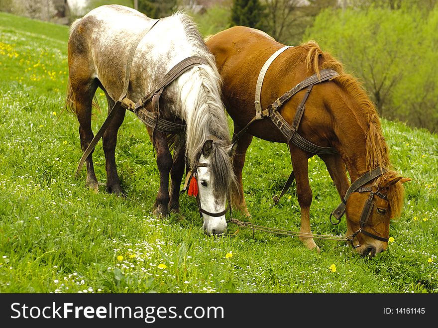 Two horses graze on countryside meadows, spring. Two horses graze on countryside meadows, spring