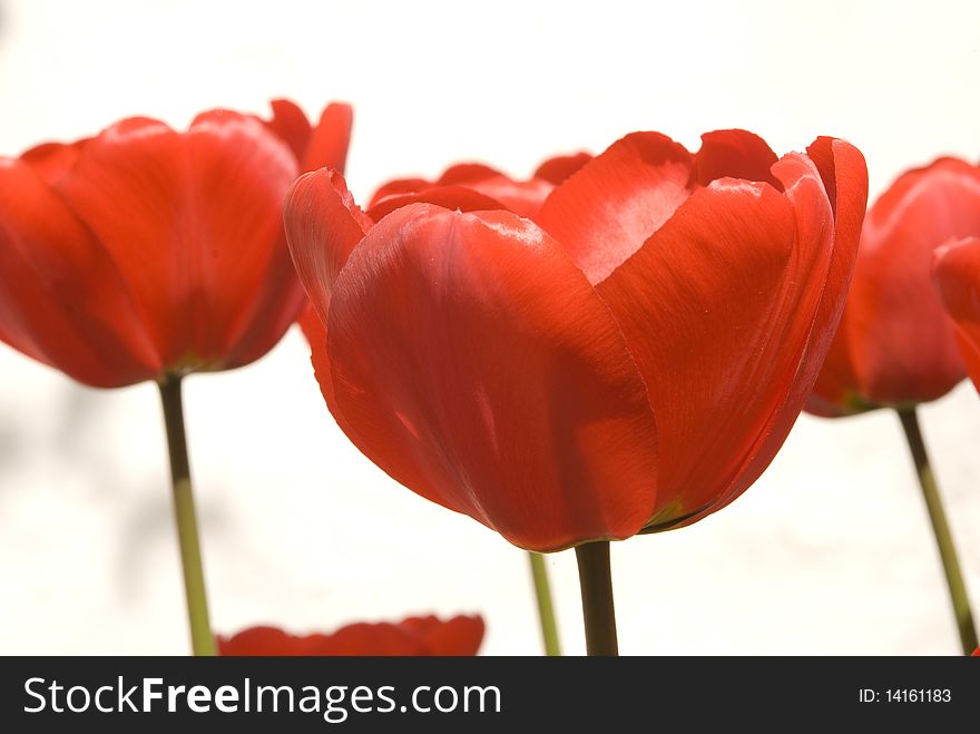 Buds of red flowering tulips on the white wall background. Buds of red flowering tulips on the white wall background