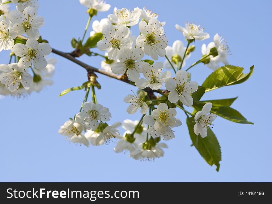 White aromatic flowers of cherry-tree on banch, with blue skies on background, close-up. White aromatic flowers of cherry-tree on banch, with blue skies on background, close-up