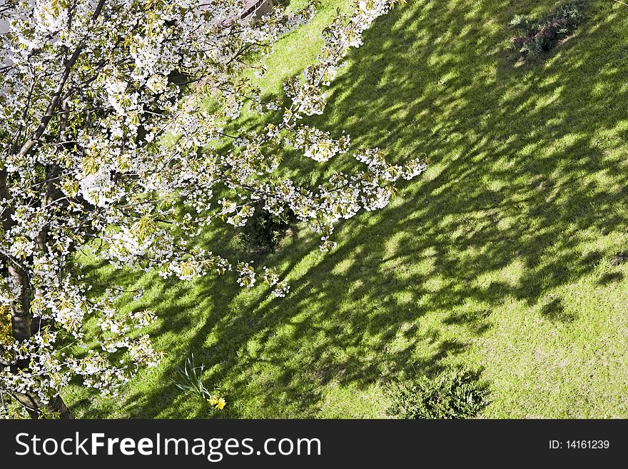 Abstract shadow of sweet cherry tree. Abstract shadow of sweet cherry tree.