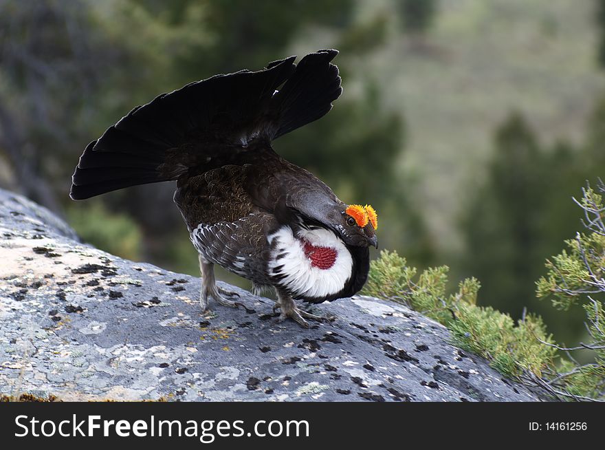 Male Blue Grouse displaying for hen while standing on rock. Male Blue Grouse displaying for hen while standing on rock