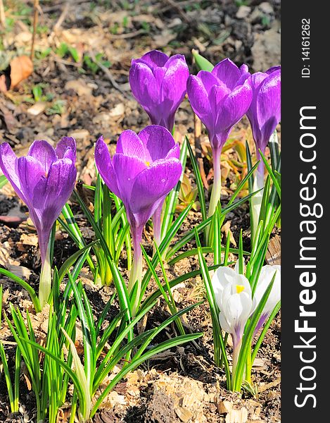 Image presents the first spring crocuses blooming in the two telephones colors. Image presents the first spring crocuses blooming in the two telephones colors
