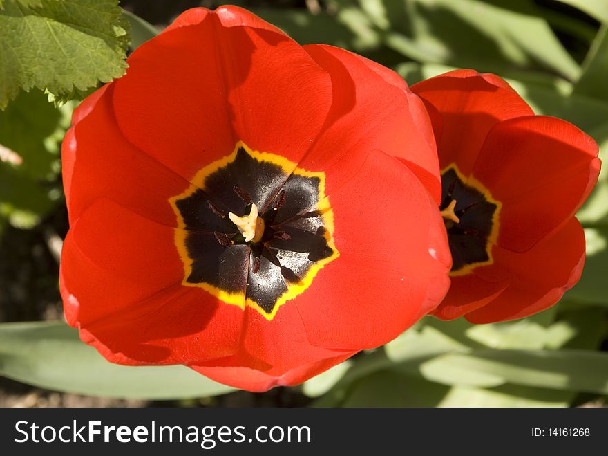 Buds of red flowering tulips, with open petals, top view. Buds of red flowering tulips, with open petals, top view