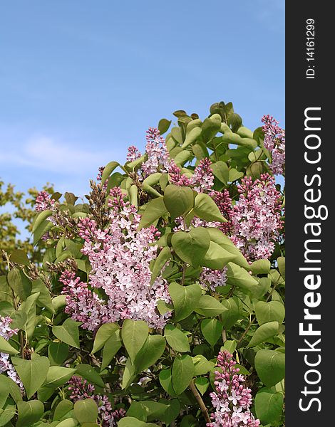 A lilac bush in the background of blue sky. A lilac bush in the background of blue sky.